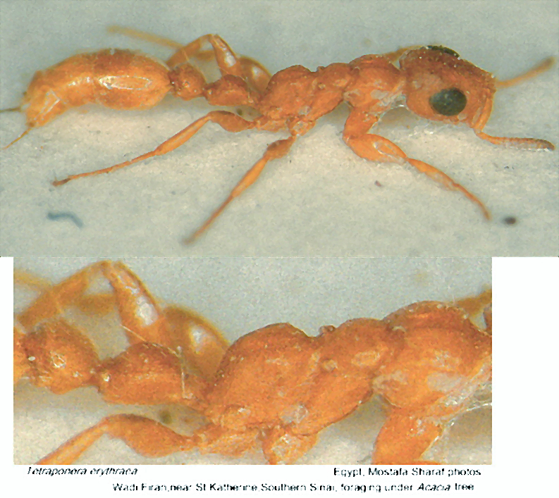 {Tetraponera erythraea}