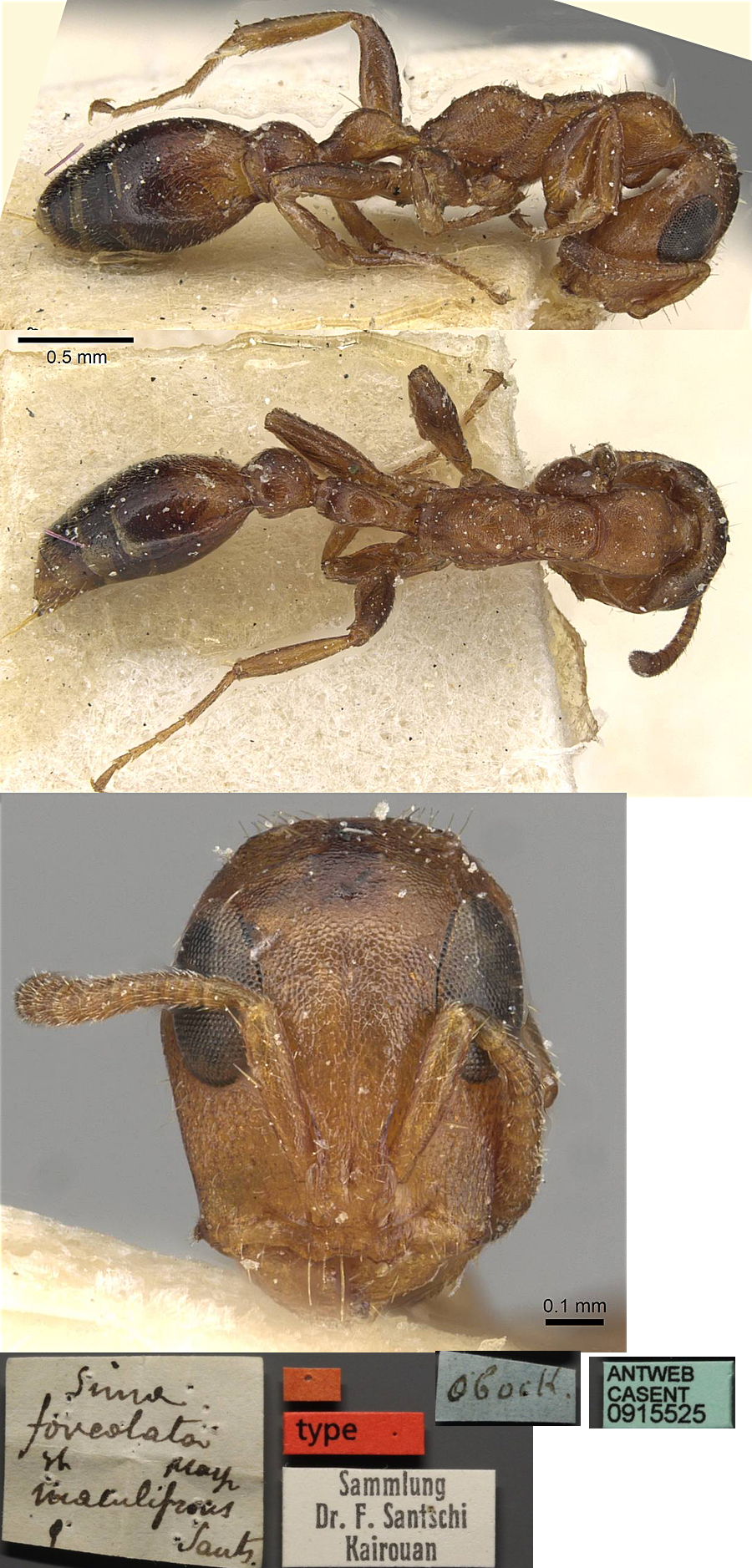 Tetraponera maculifrons