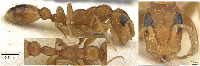 Tetraponera maculifrons