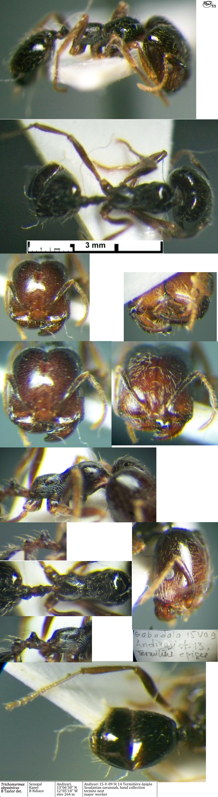 {Trichomyrmex abyssinicus}
