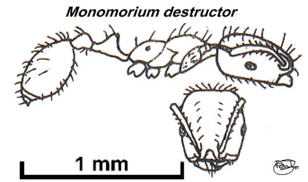 {Monomorium oscaris/destructor}