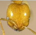 {Trichomyrmex destructor}