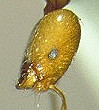 {Trichomyrmex destructor lateral head}