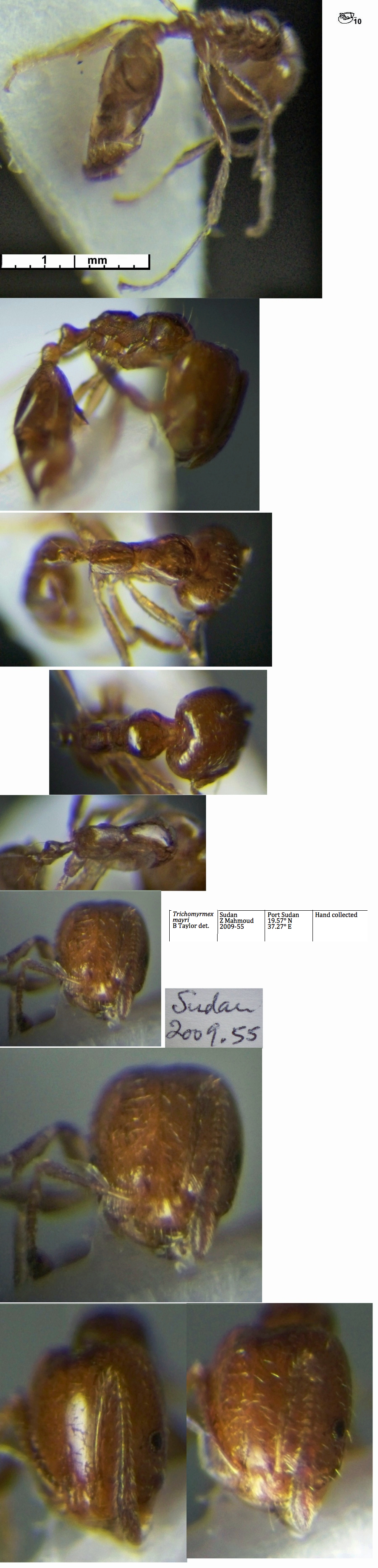 {Trichomyrmex mayri}