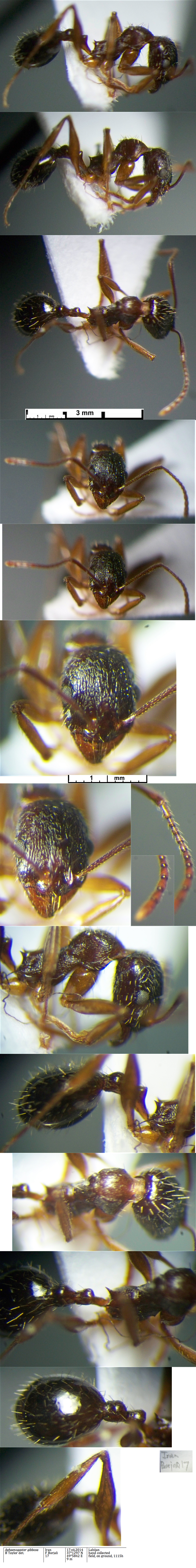 {Aphaenogaster gibbosa}