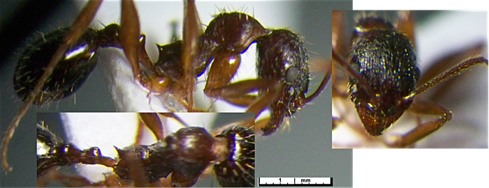 Aphaenogaster gibbosa