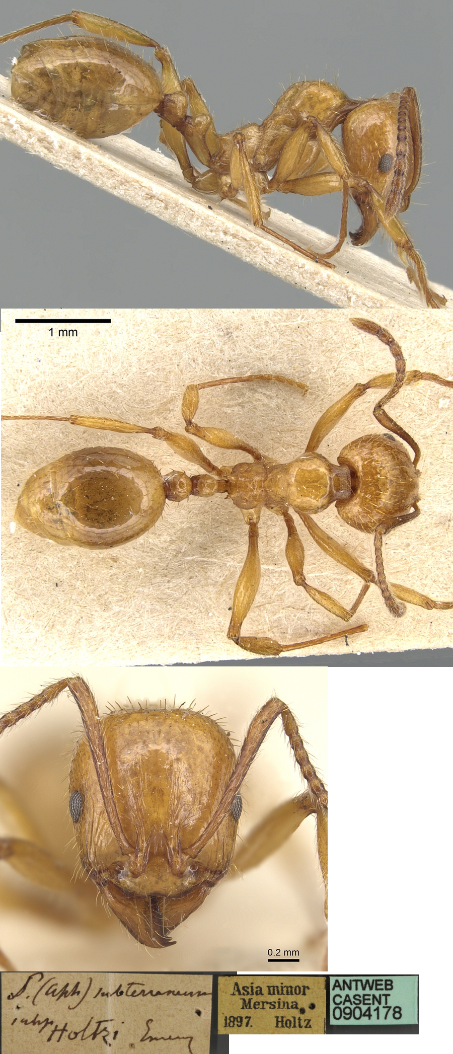 {Aphaenogaster holtzi}