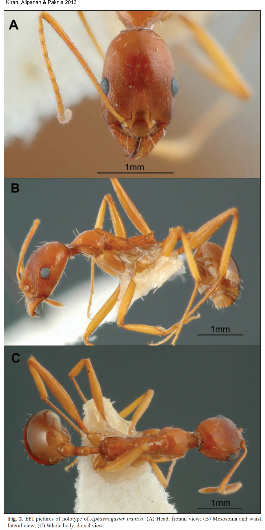 {Aphaenogaster iranica}