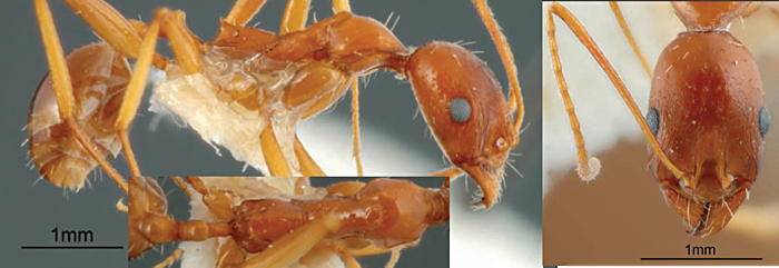 Aphaenogaster iranica