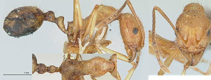 Aphaenogaster splendida