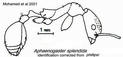 {Aphaenogaster phillipsi}