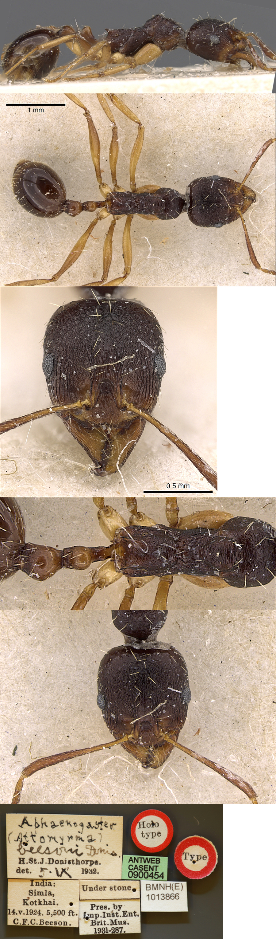 {Aphaenogaster beesoni}