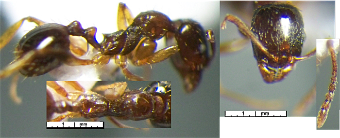 Aphaenogaster subterranea