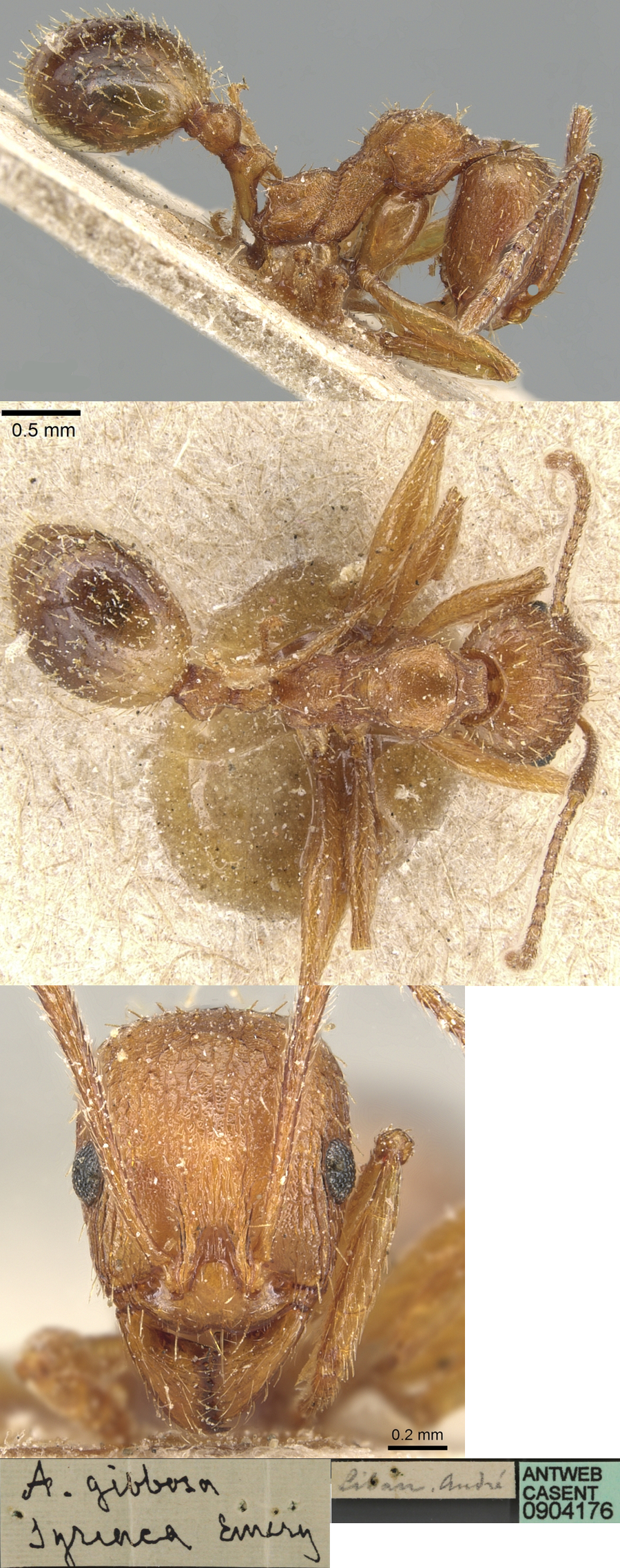 {Aphaenogaster syriaca}