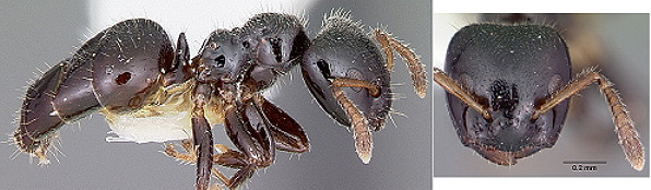 {Aphomomyrmex afer}