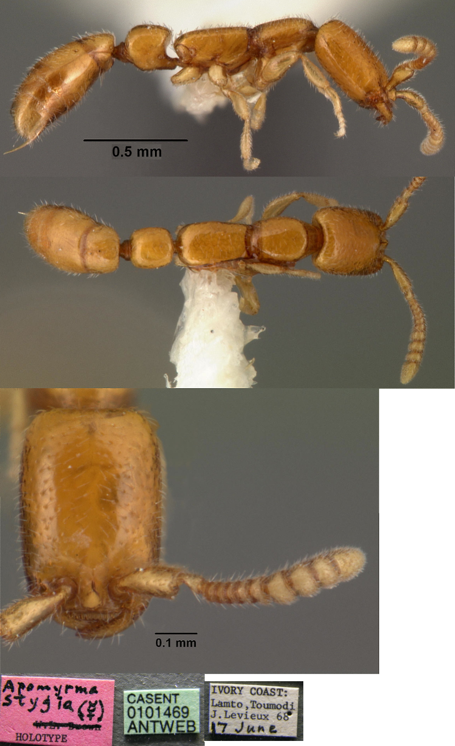 {Apomyrma stygia}