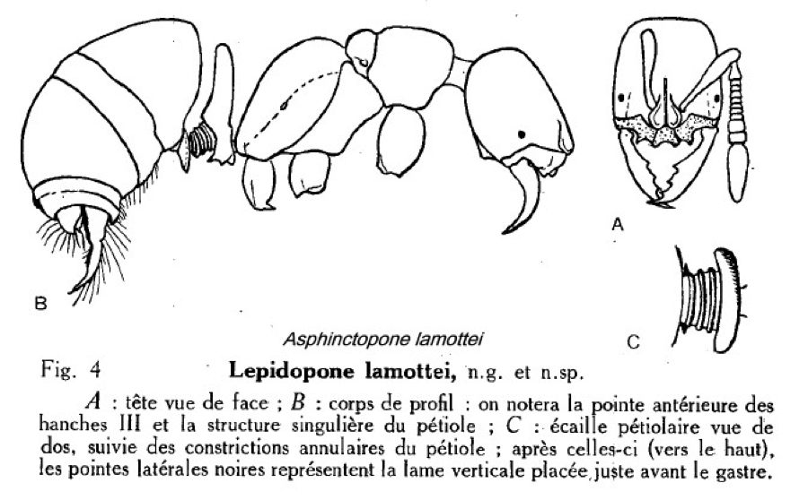 {Asphinctopone lamottei}