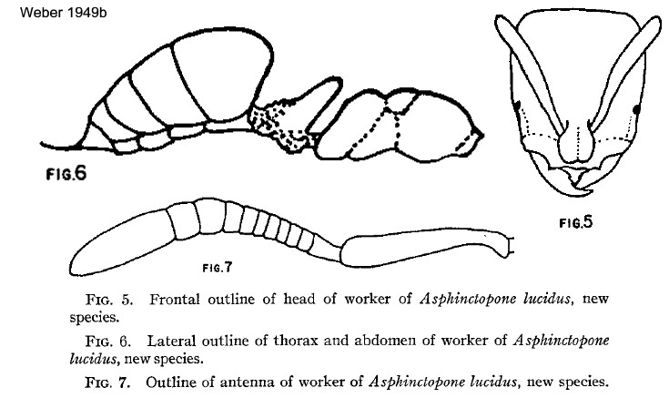 {Asphinctopone lucidus}