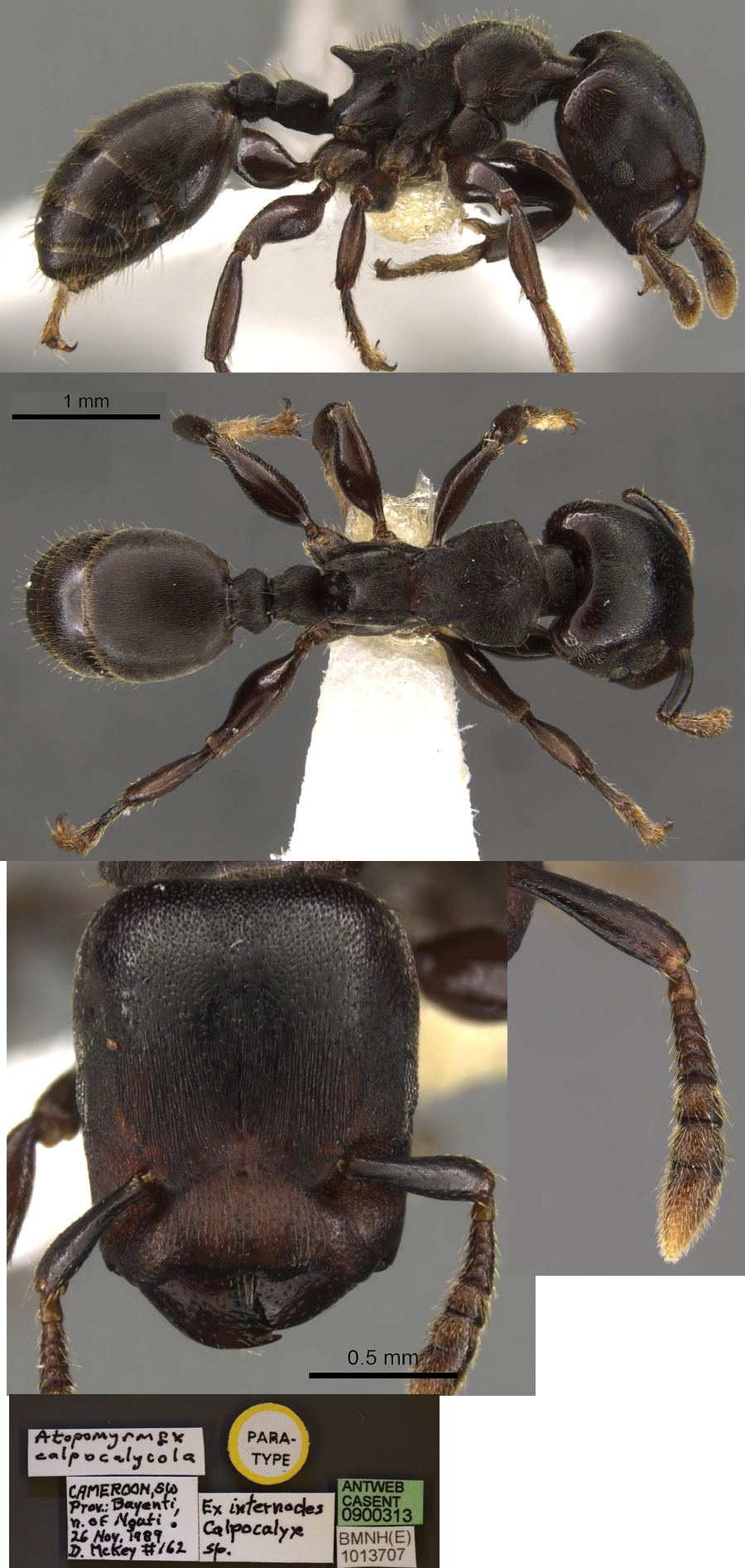 {Atopomyrmex calpocalcycola}