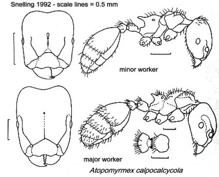 {Atopomyrmex calpocalycola}