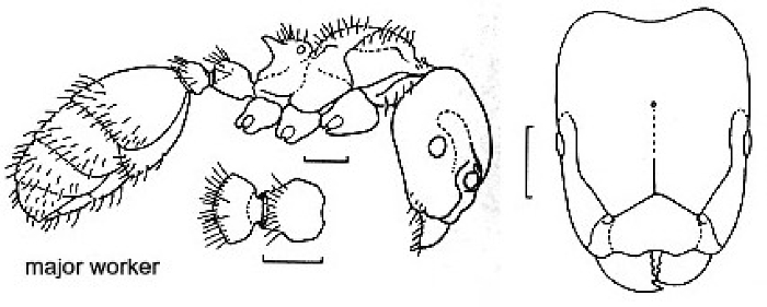 {Atopomyrmex calpocalcycola}