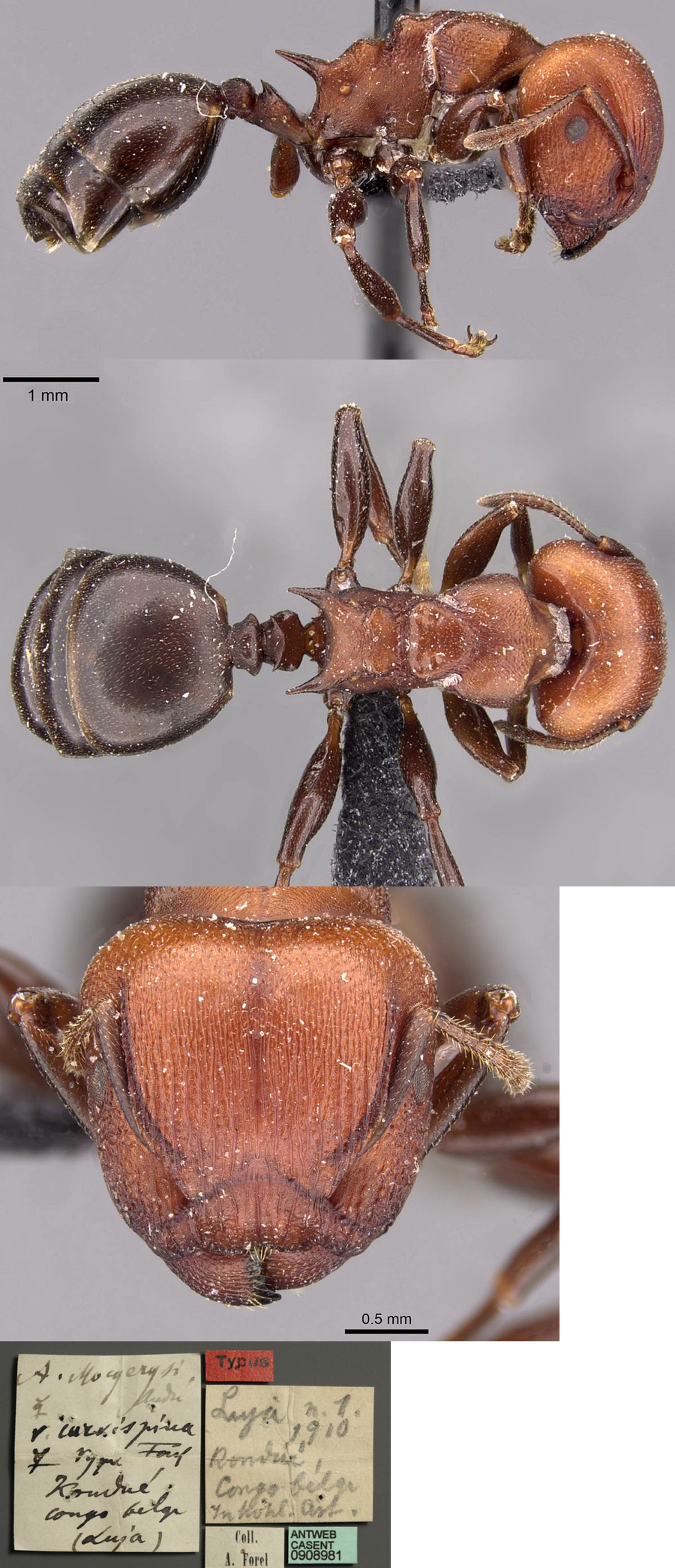 {Atopomyrmex cryptoceroides}