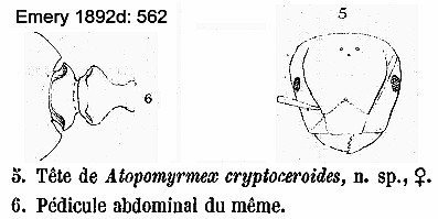 {Atopomyrmex crypteroceroides}