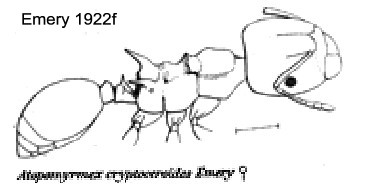 {Atopomyrmex crypteroceroides}