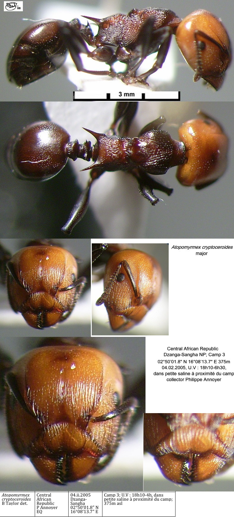 {Atopomyrmex crypteroceroides major}