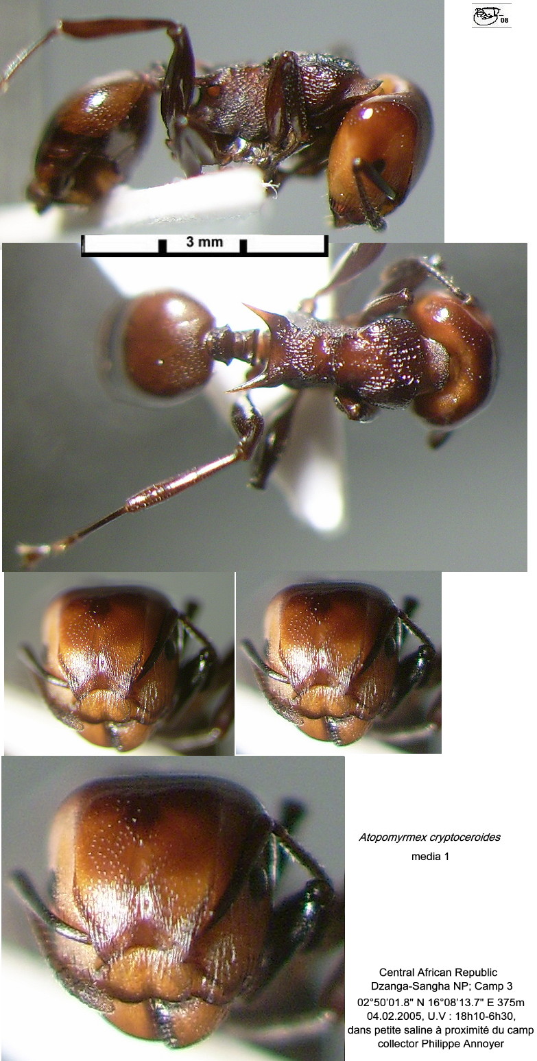 {Atopomyrmex cryptoceroides media 1