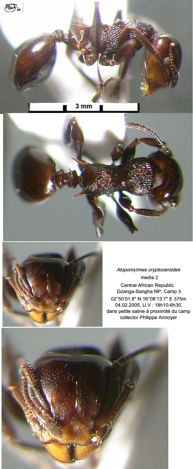 {Atopomyrmex cryptoceroides media 2