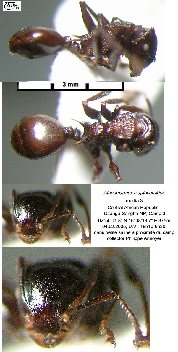 {Atopomyrmex cryptoceroides media 3