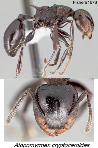 {Atopomyrmex crypteroceroides}