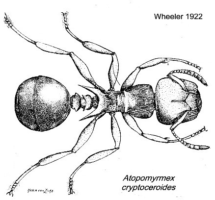 {Atopomyrmex cryptoceroides}