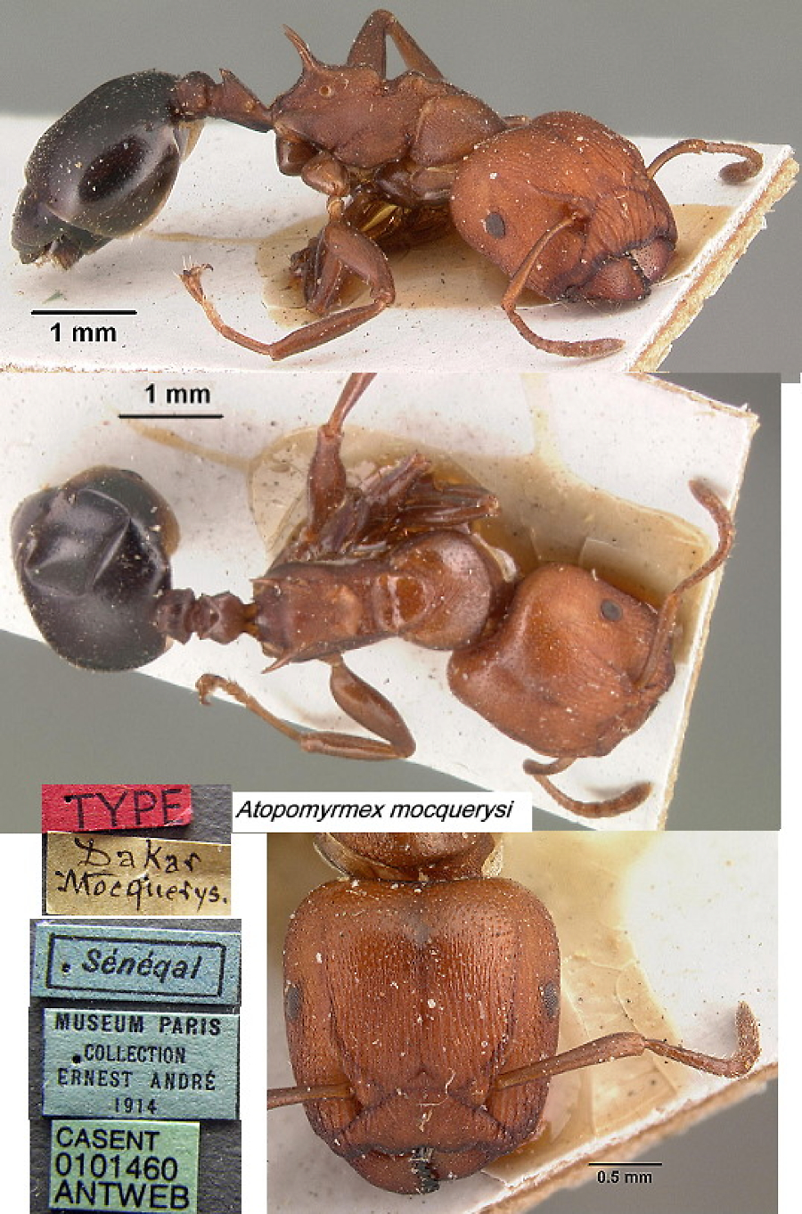 {Atopomyrmex mocquerysi}