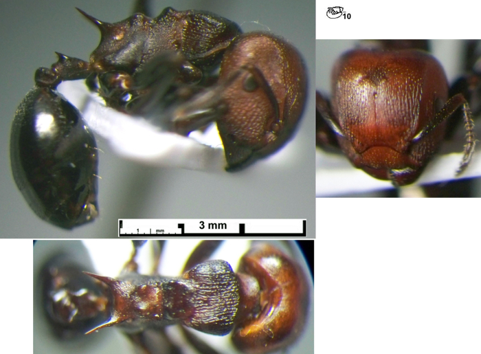 Atopomyrmex mocquerysis major