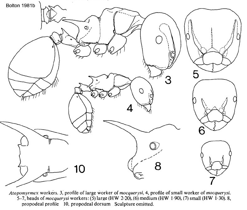 {Atopomyrmex mocquerysi}