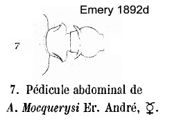 {Atopomyrmex mocquerysi}