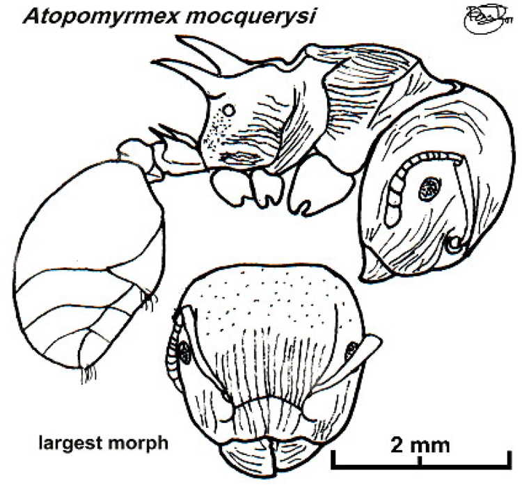 {Atopomyrmex mocquerysi}