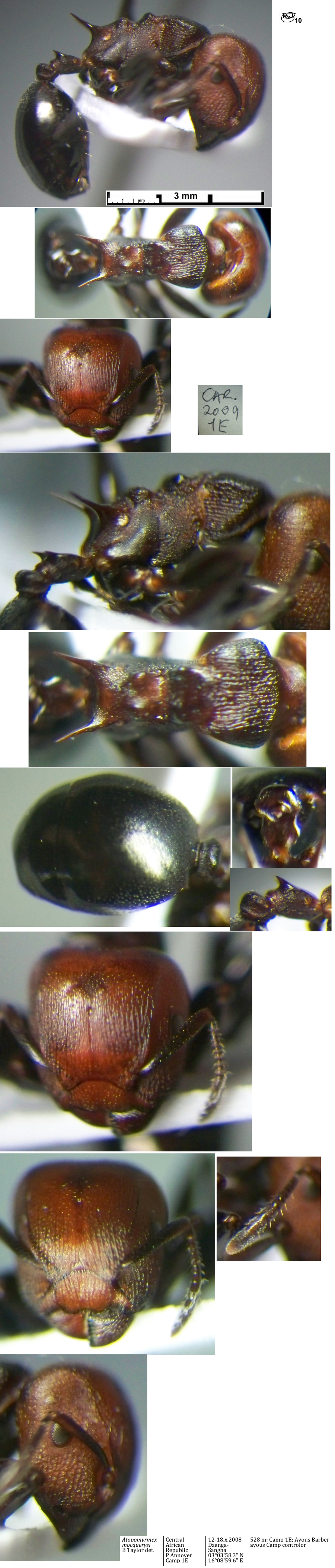 {Atopomyrmex mocquerysi major}