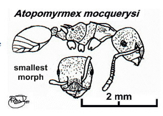 {Atopomyrmex mocquerysi minor}