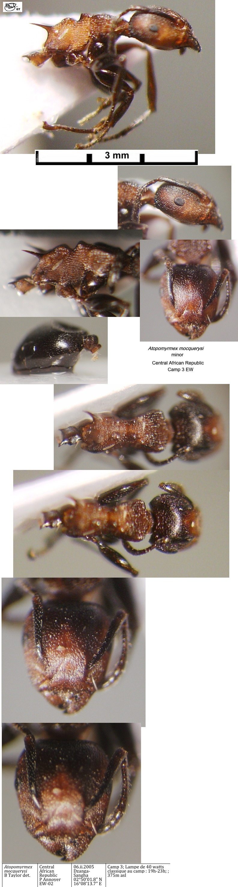 {Atopomyrmex mocquerysi}