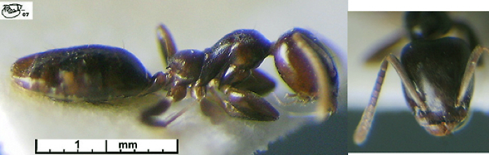 Axinidris bidens