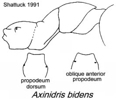 {Axinidris bidens}