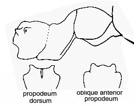 {short description of image}
