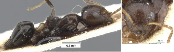 Axinidris ghanensis