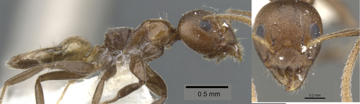 {Axindris hylekoites}