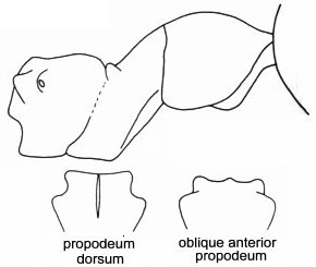{short description of image}