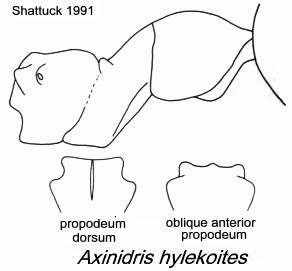 {Axinidris hylekoites}