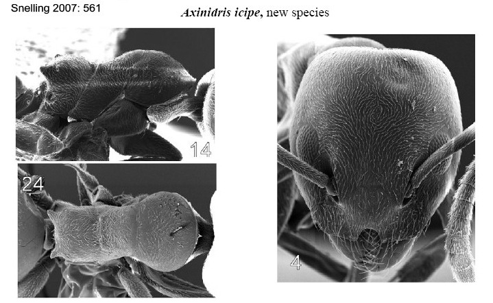 Axinidris icipe